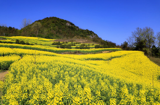 竹溪风光油菜