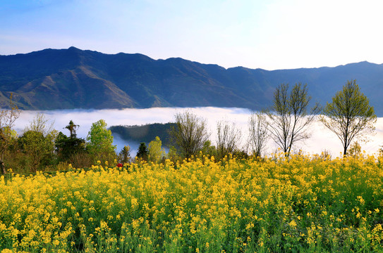 竹溪油菜花九