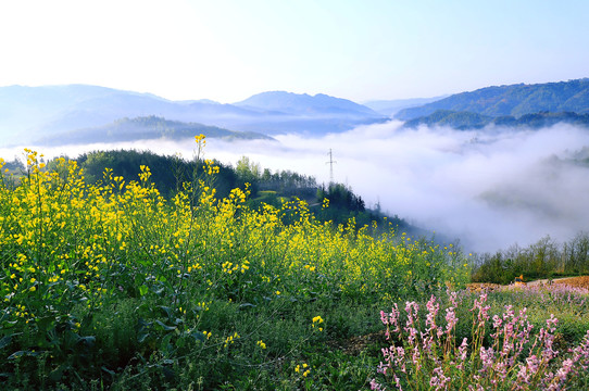 竹溪油菜花四