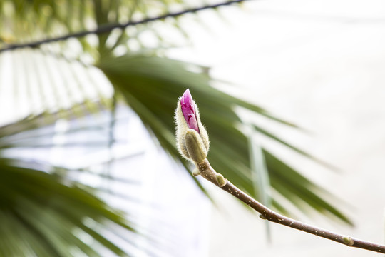 玉兰花蕾