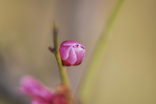 梅花