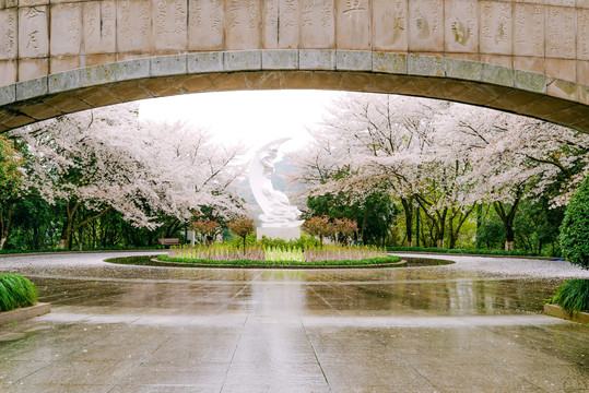 杭州少儿公园满陇桂雨樱花