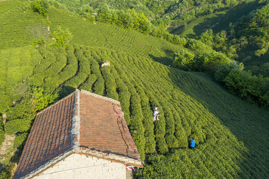 茶山