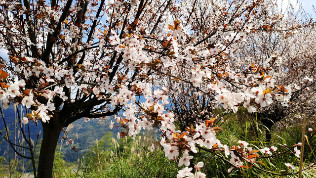 樱花盛开