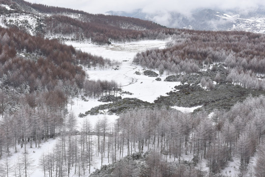 松林雪景