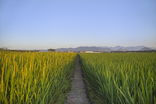 稻田