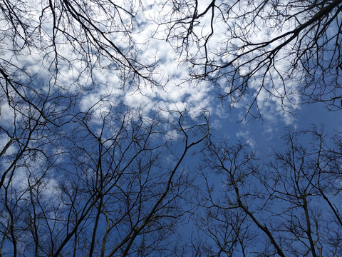 斑驳树影下的天空