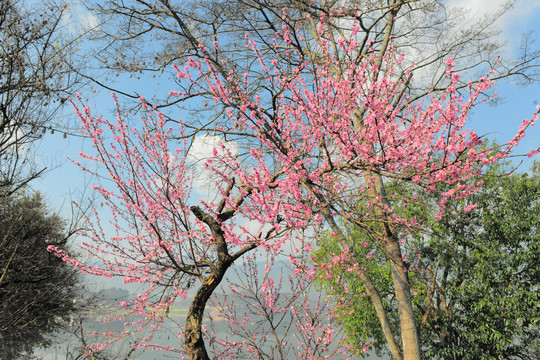 桃花