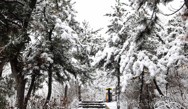 雪中树