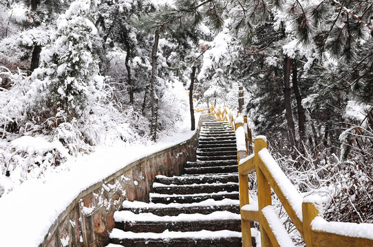 雪中树