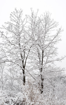 雪中树