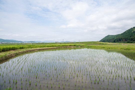 夏天农村里的水稻田