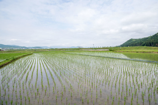 夏天农村里的水稻田