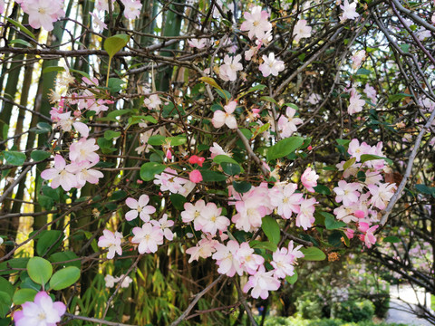 西府海棠花