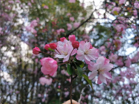 西府海棠花