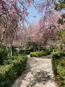 石板路海棠花