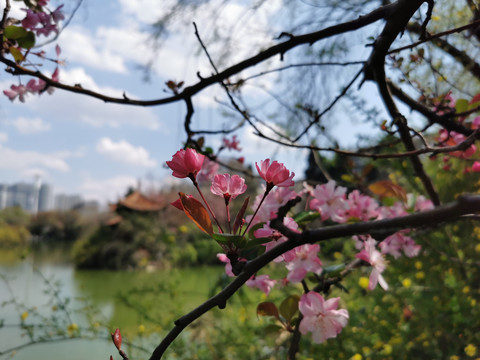 西府海棠花