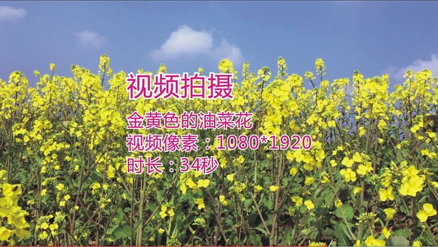 金黄色的油菜花视频