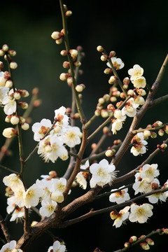 杏梅开花