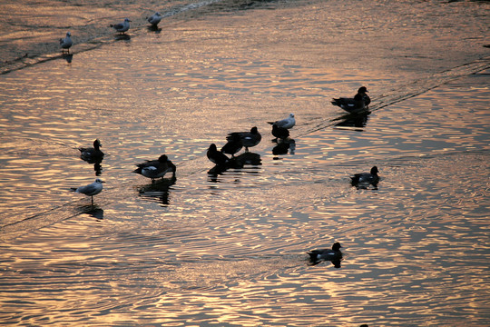 河流水鸟夕阳