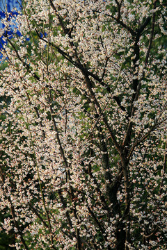 繁花满枝