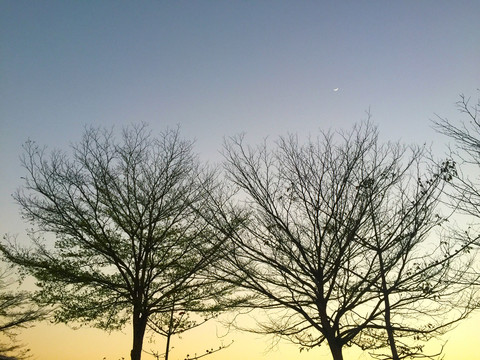 夕阳树枝星空