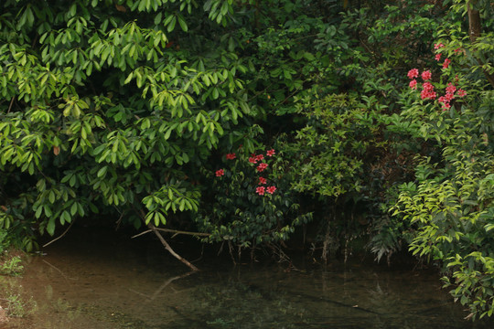 溪水边盛开的山杜鹃