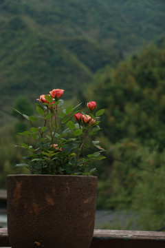 阳台上的小玫瑰