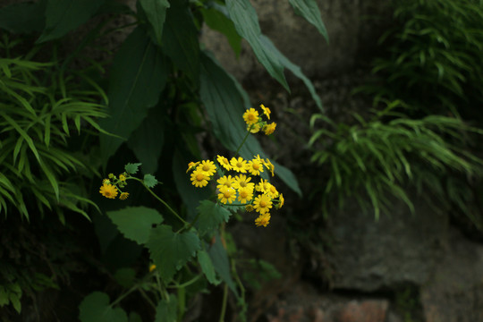 开黄花的蒲儿根