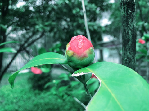 山茶花花蕾