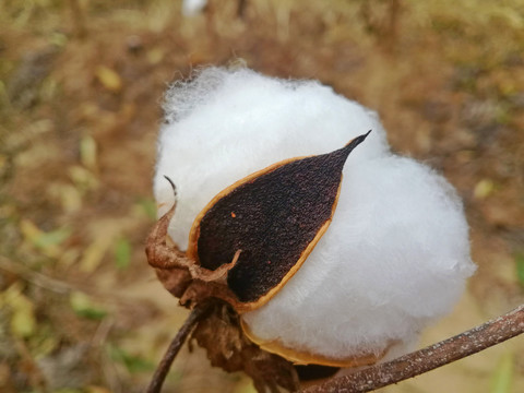 棉花