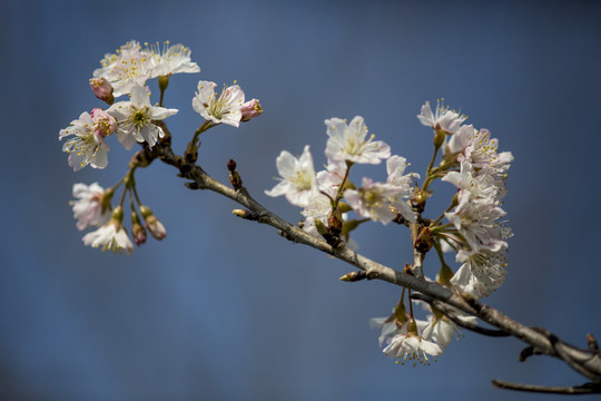 樱桃花