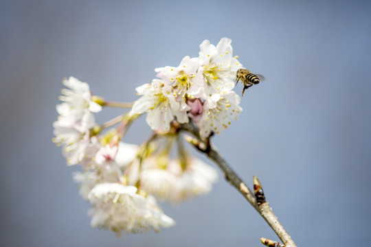 蜜蜂采花粉