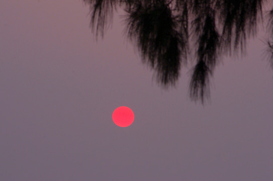 夕阳椰树