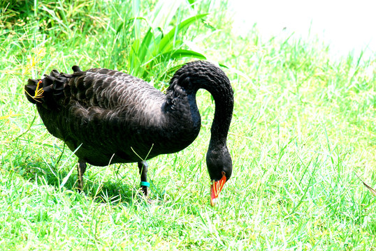 草地上觅食的黑天鹅