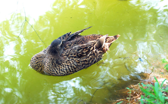 水面野鸭