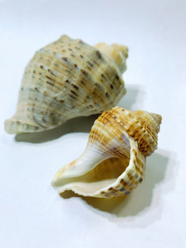 两个海螺