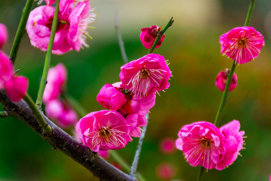 梅花开