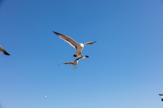 海鸥飞翔