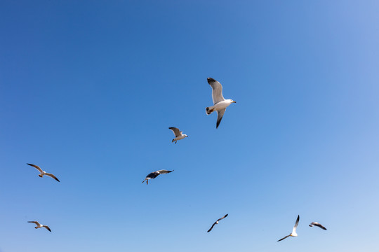 海鸥飞翔