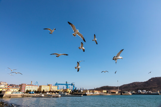 海鸥飞翔