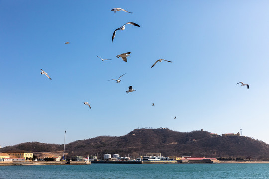 海鸥