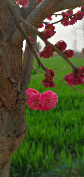 红色桃花