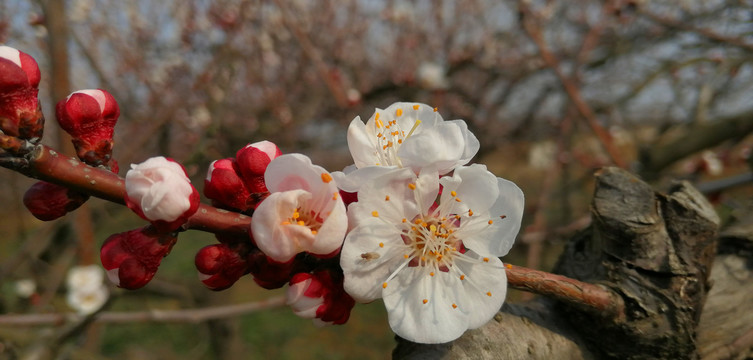 桃花开