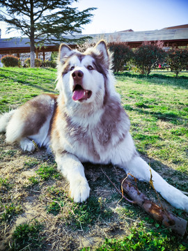 阿拉斯加犬