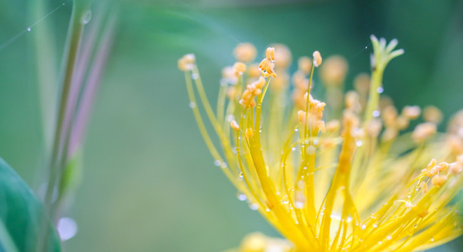 雨中金丝桃