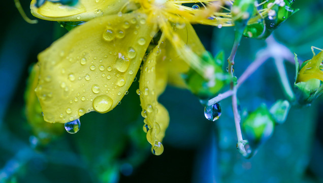 雨中金丝桃