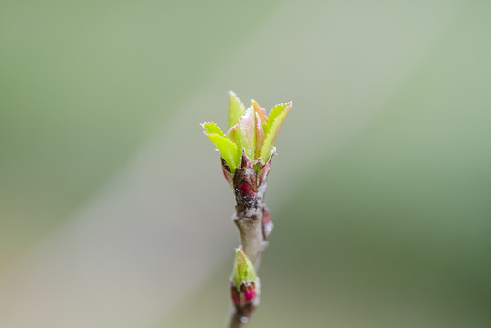 发芽树芽