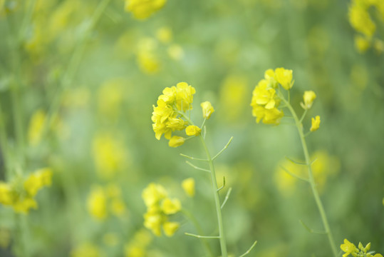 春天油菜花