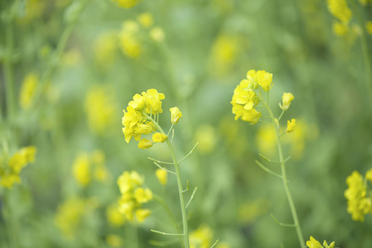 春天油菜花